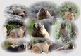 The Marmot 