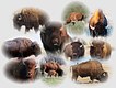 The Bison 