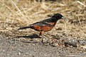 The Orchard Oriole 