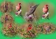 The House Finch