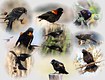 The Red winged Blackbird