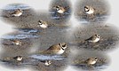 The Semipalmated Plover