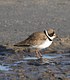 The Semipalmated Plover