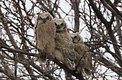 Great Horned Owlets 