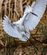 The Snowy Egret