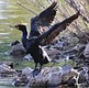 The Cormorant 