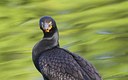 The Cormorant 