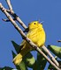 Yellow Warbler 
