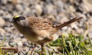The Golden- crowned Sparrow 