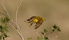 The Yellow Warbler 