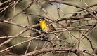 Yellow-berated Chat