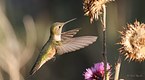 The Broad-tail Hummingbird 