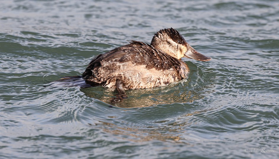 Ruddy Duck (female) 