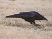 Common Raven 