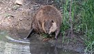 The Beaver 