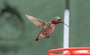 The Calliope Hummingbird 