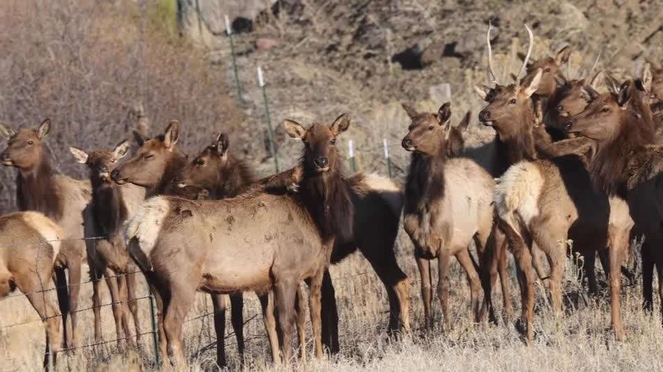 Elk Herd April 2024