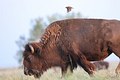 Bison and Bird