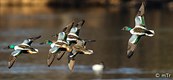 Northern Shovelers on the Wing