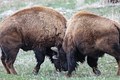 Two Male Bison
