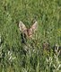 Coyote in the Grass
