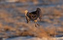Barn Owl take-off