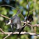 Belted Kingfisher and Magpie