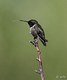 Broad-tail Hummingbird