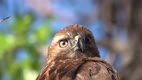 The Red-tailed Hawk