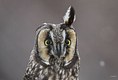 The Long-eared Owl