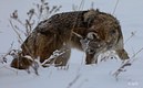 Coyote on the Hunt
