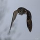 Long-eared Owl in Flight