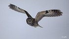 Long-eared Owl flight shot
