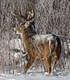 Whitetail Buck in the Snow