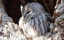 The Screech Owl 