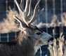 Mule Deer in the Cold