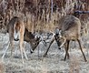 Whitetail Sparring Partners 