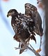 Juvenile Bald Eagle 