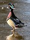 The Wood Duck 