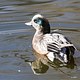 The American Wigeon