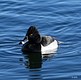 The Ring-necked Duck
