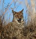 Coyote in the Grass