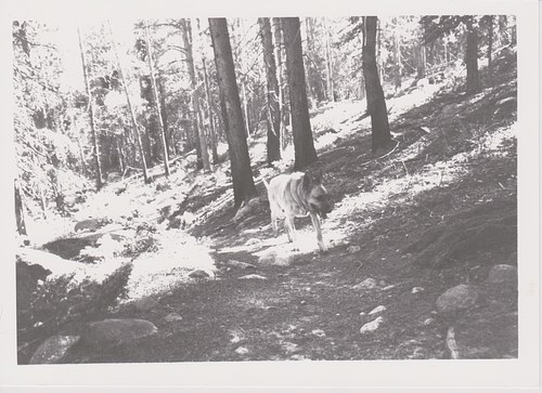 Navi in the Woods