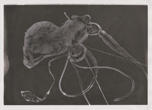 Specimen #2