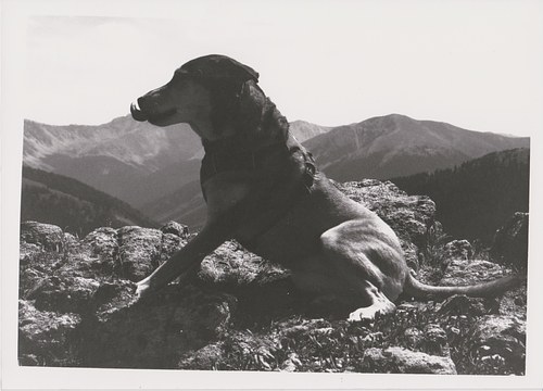 Willow on Indie Pass, 2024