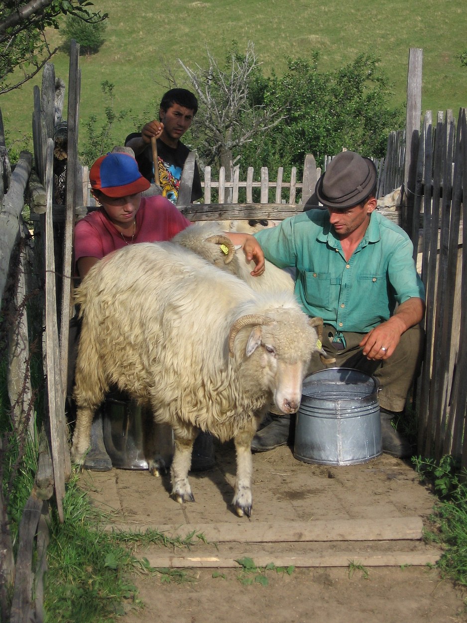 The E.U., Sheep and Transylvanians 