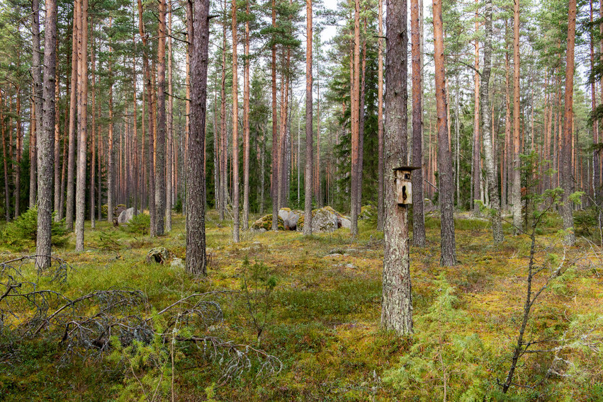 The magical spirit of Finnish forest