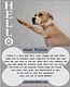 Pound Buddies - Adoptable Dog Cards