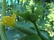 baby cucumber magic for kids to discover