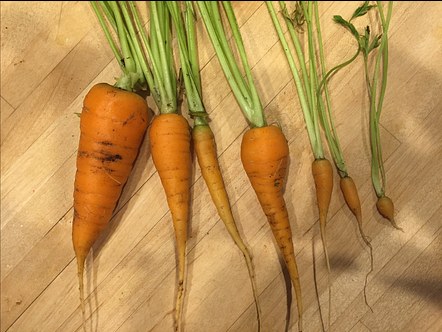 edible root vegetable life cycle lesson